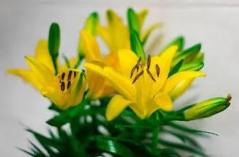 Anabelle Bed And 4* Budapesta