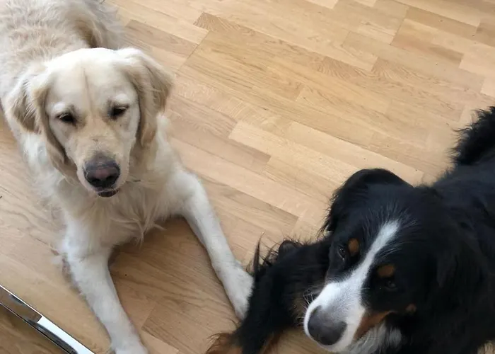 Bed & Breakfast Anabelle Bed And Budapest